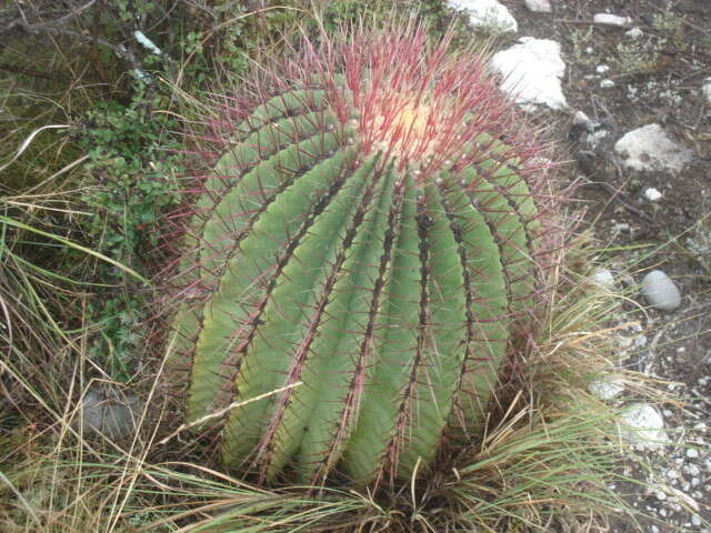 Image of Ferocactus haematacanthus (Muehlenpf.) Britton & Rose