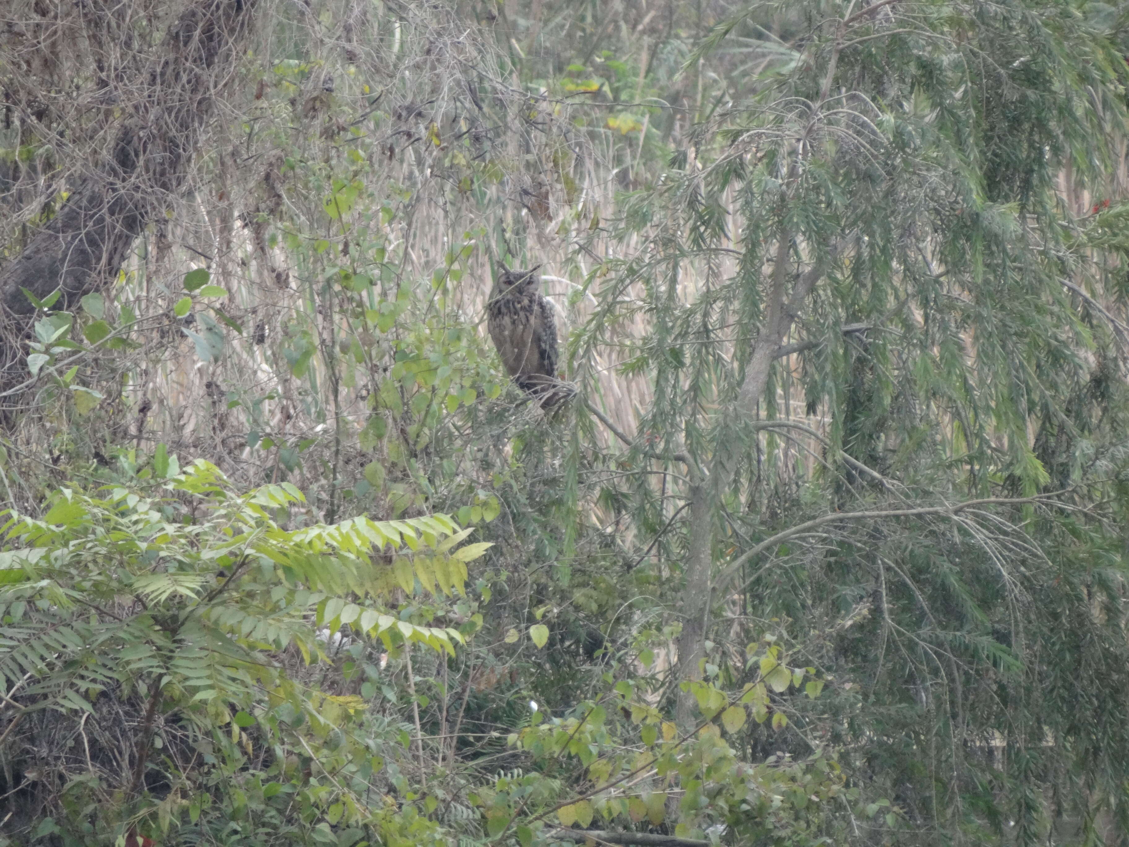 Image of Indian Eagle-Owl