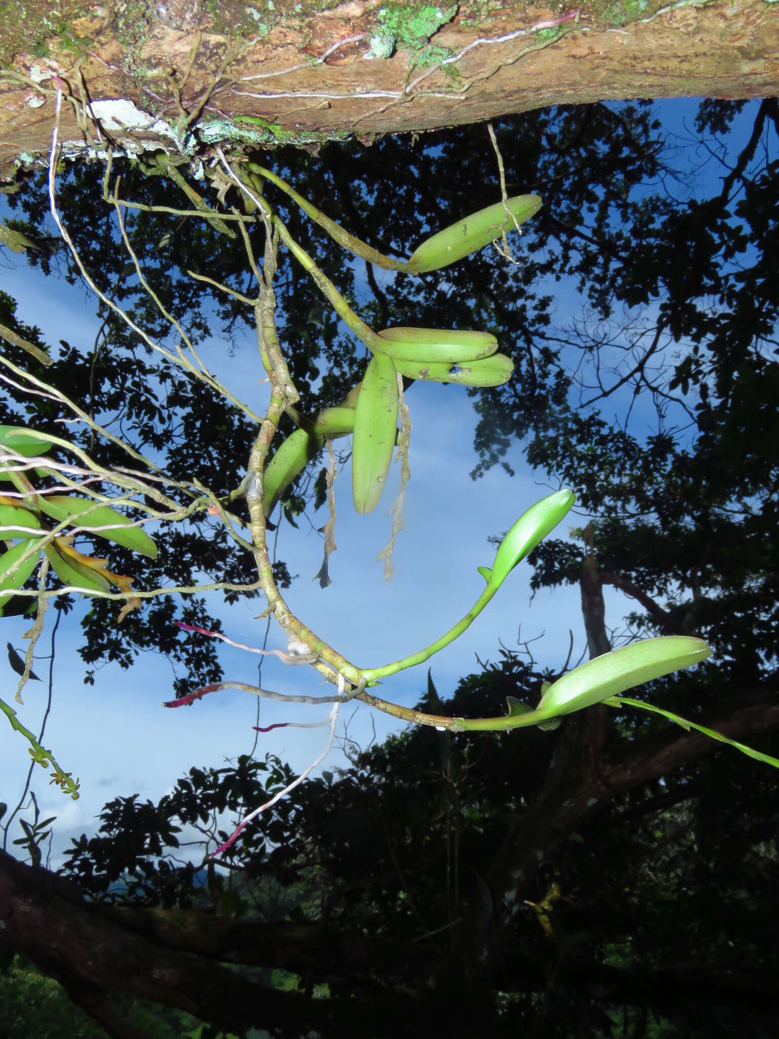 Image of Epidendrum cardiophorum Schltr.