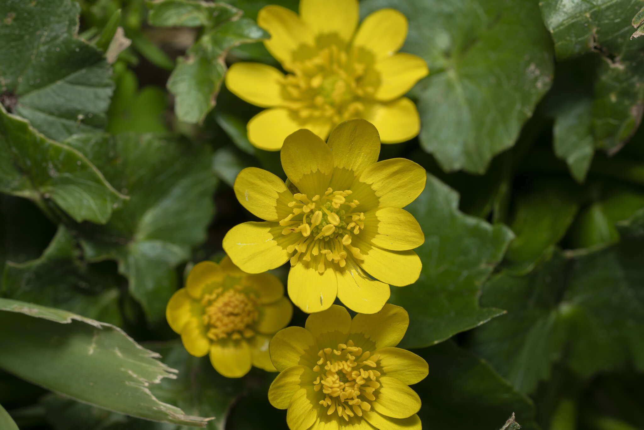 Image of Ficaria verna subsp. chrysocephala (P. D. Sell) Stace