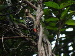 Image of Fulvous-breasted Woodpecker