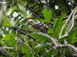 Image of Fulvous-breasted Woodpecker