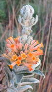 Image of Buddleja tubiflora Benth.