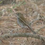 Imagem de Catharus occidentalis Sclater & PL 1859