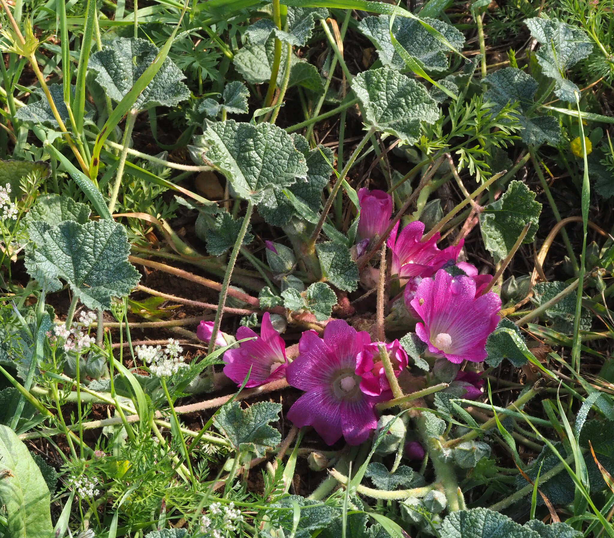 Image of Alcea acaulis (Cav.) Alef.