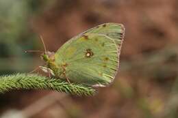 Image of Colias aurorina Herrich-Schäffer (1850)