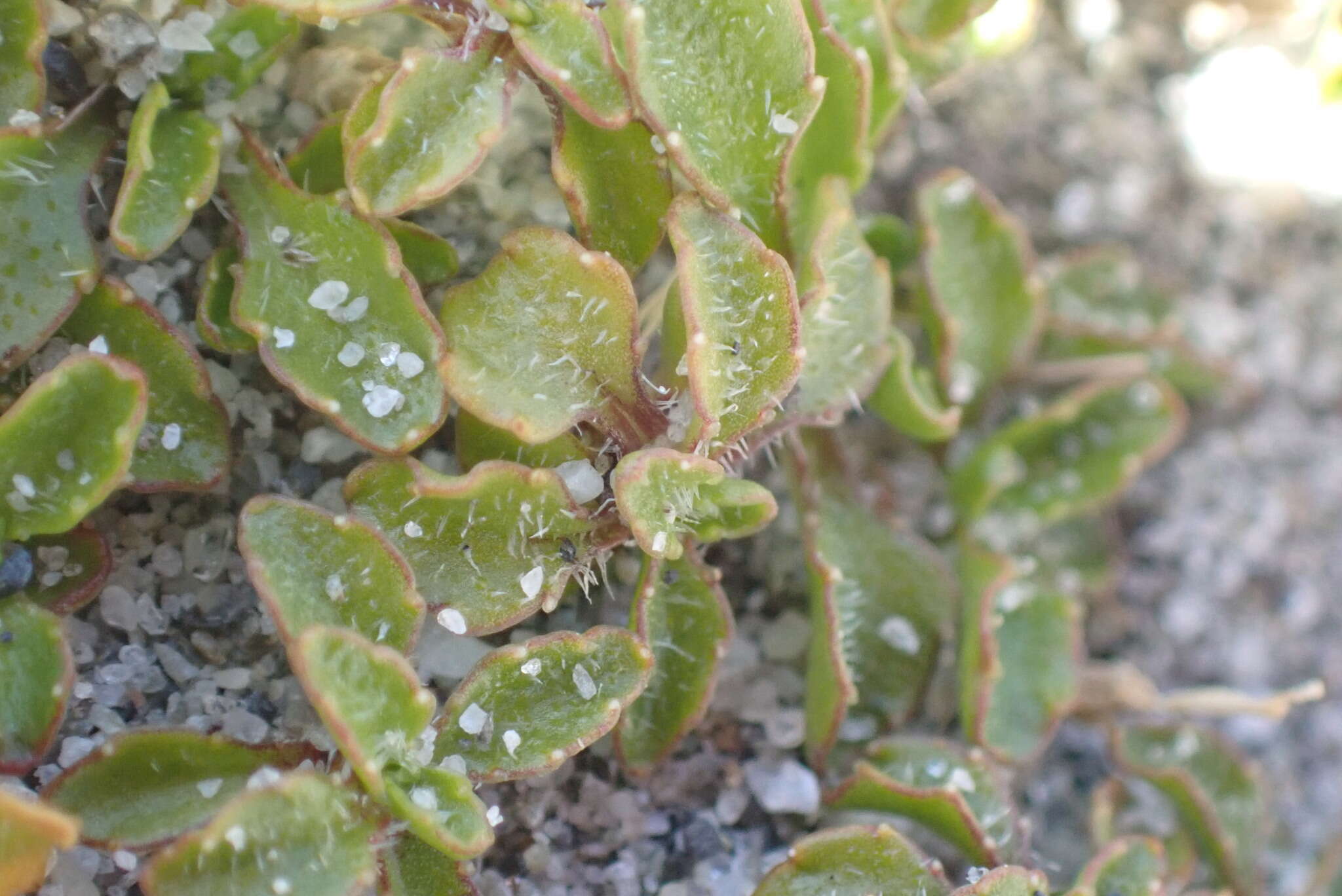 Image of Wahlenbergia congesta (Cheeseman) N. E. Br.