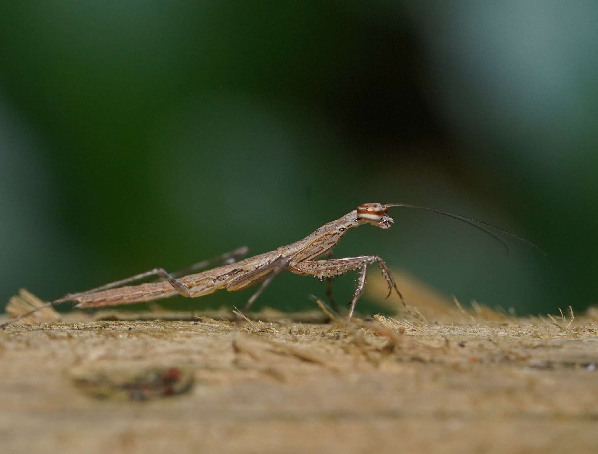 Image of Ciulfina biseriata Westwood 1889