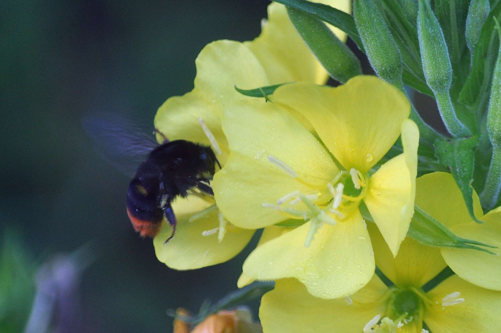 Image of Bombus ignitus Smith 1869