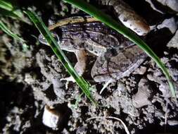 Image of rufous frog