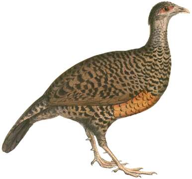 Image of Spurfowl