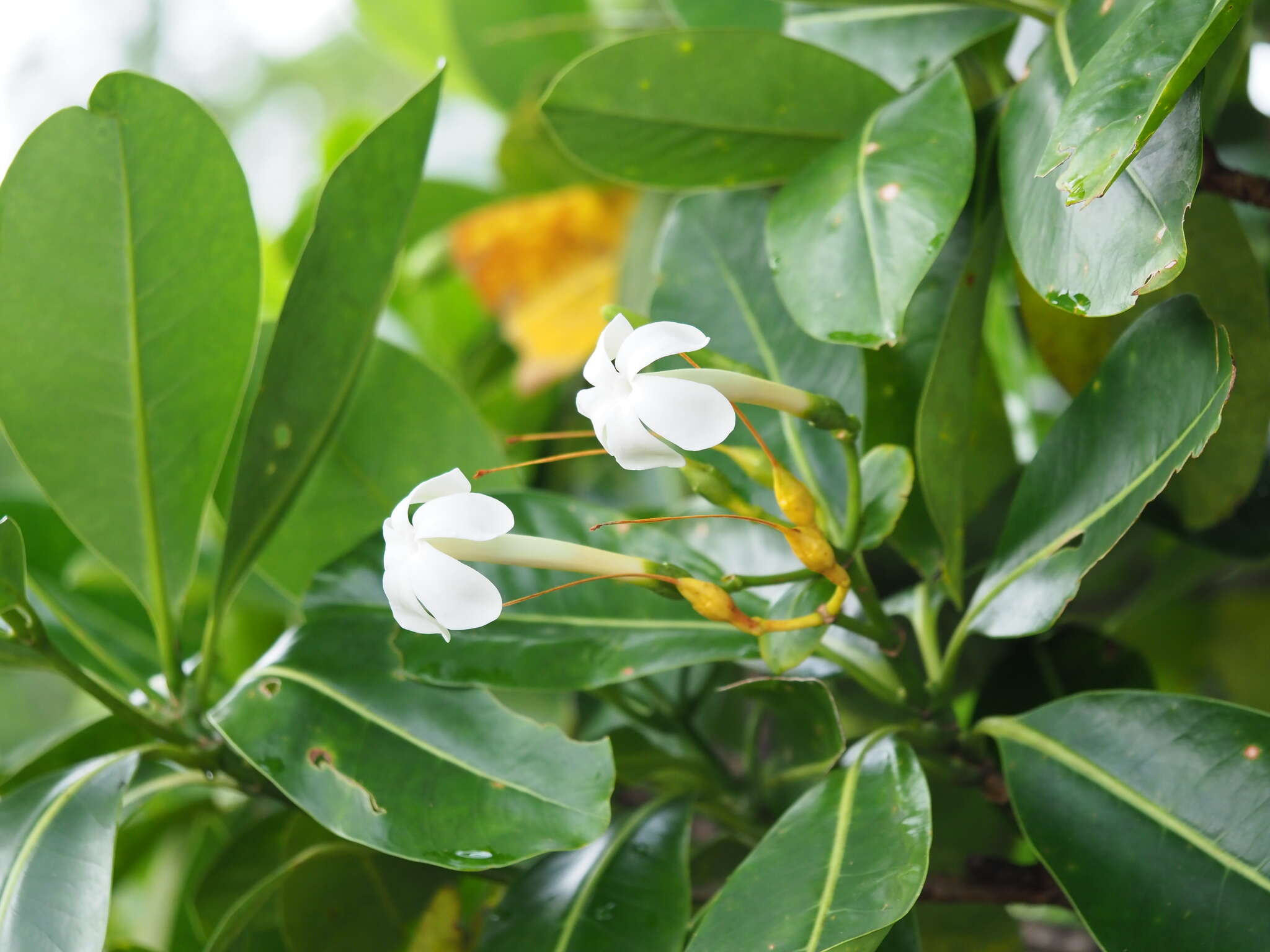 Image of Fagraea berteroana A. Gray ex Benth.