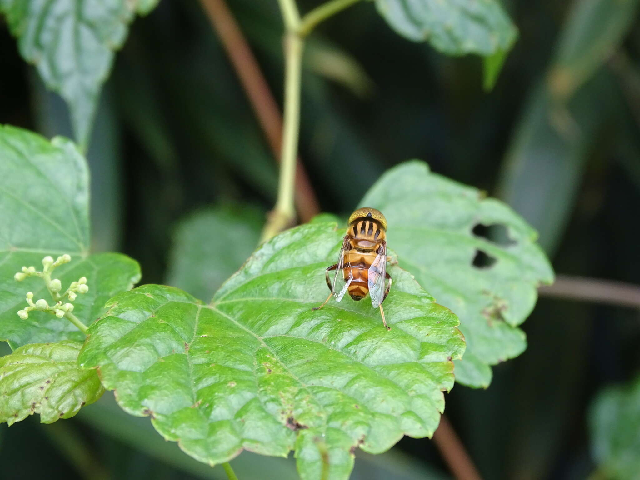 Image of Syrphid fly