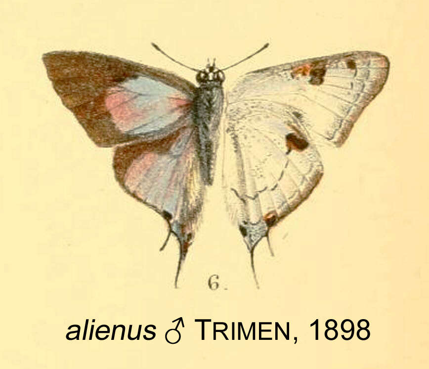 Image of Iolaus alienus Trimen 1898