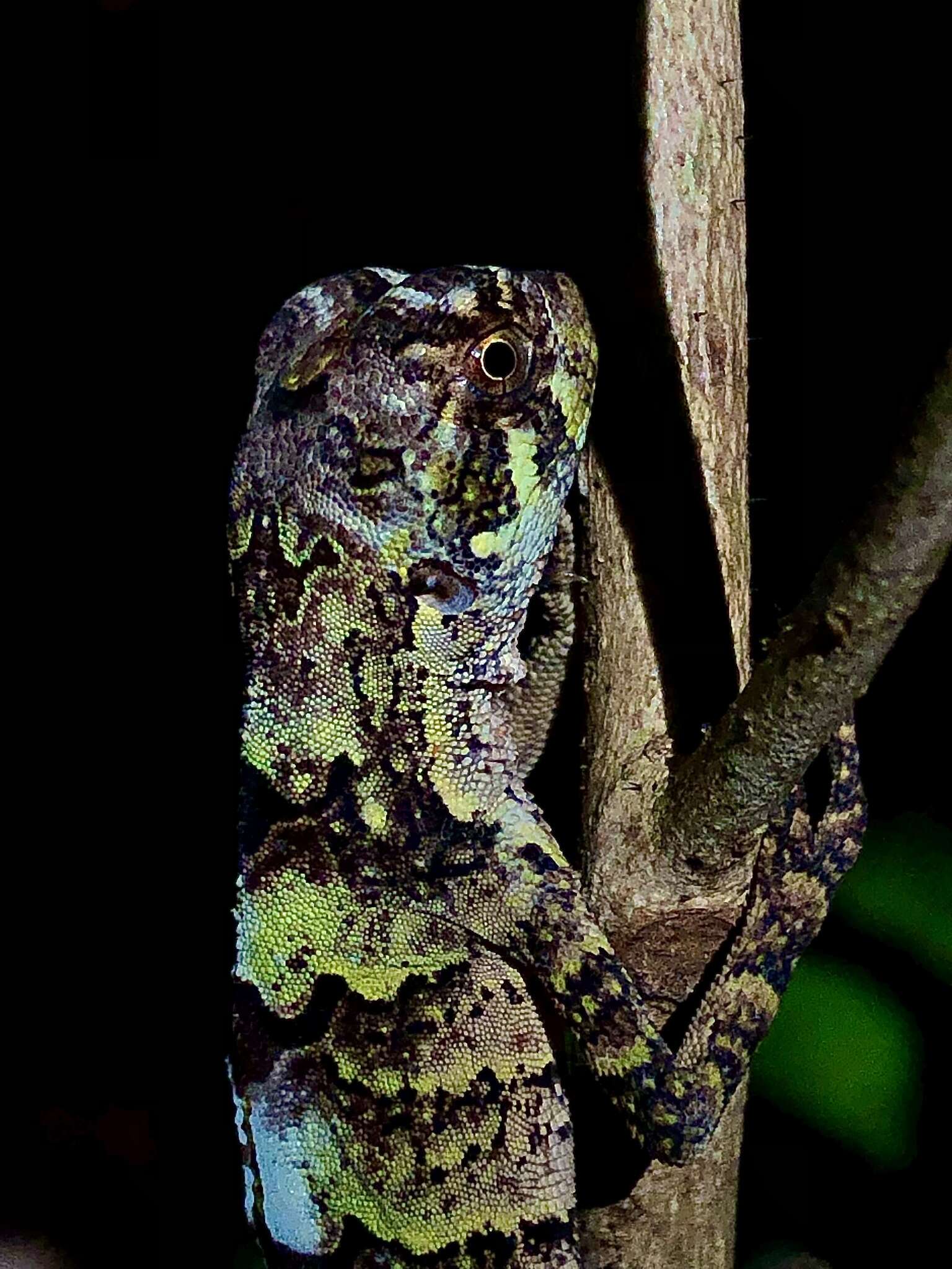 Image of Wied's Fathead Anole