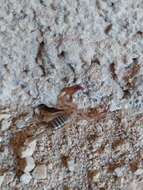 Euscorpius balearicus Caporiacco 1950 resmi