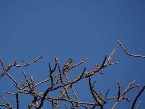 Image of Fulvous-breasted Woodpecker