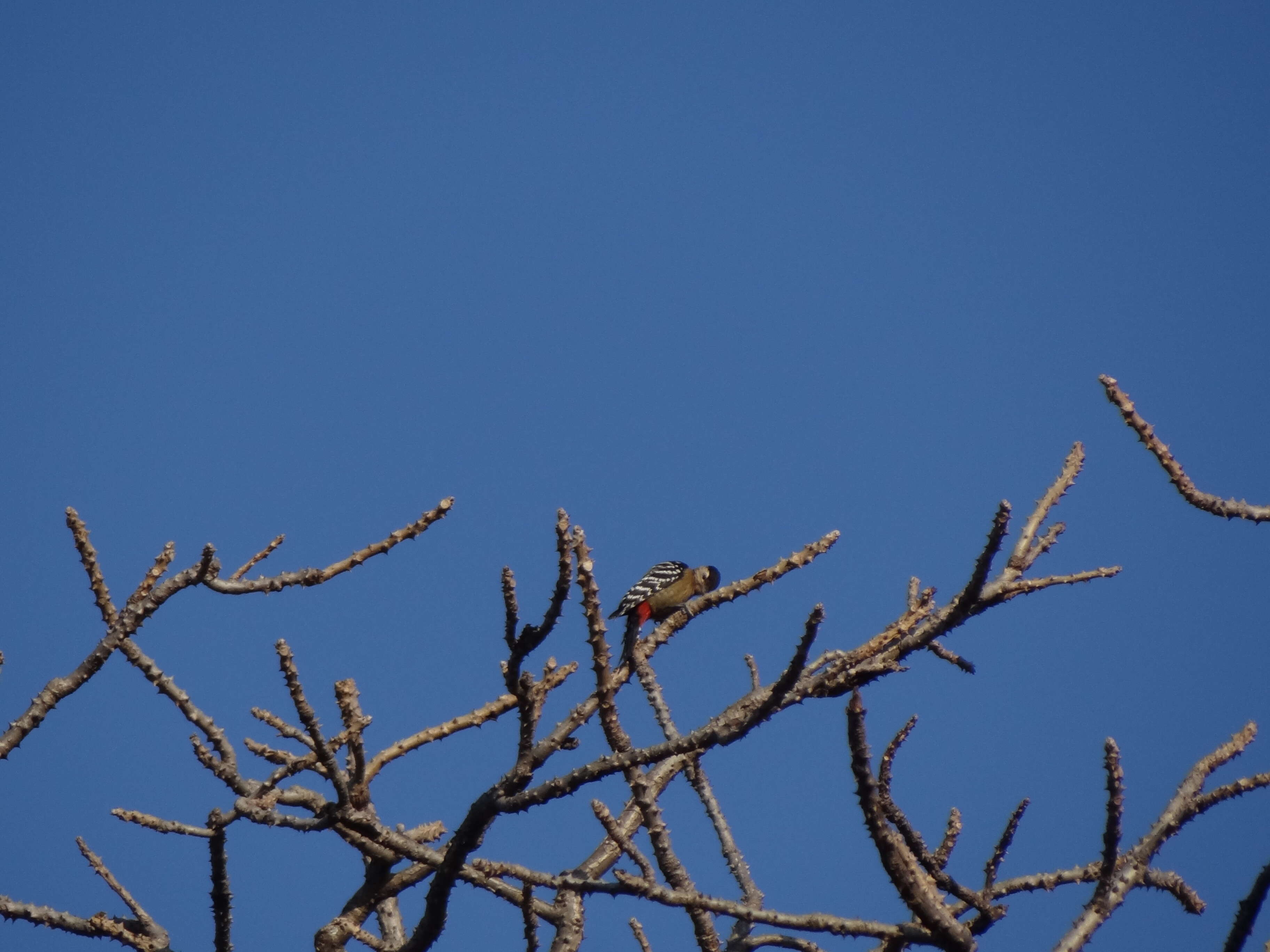 Image of Fulvous-breasted Woodpecker