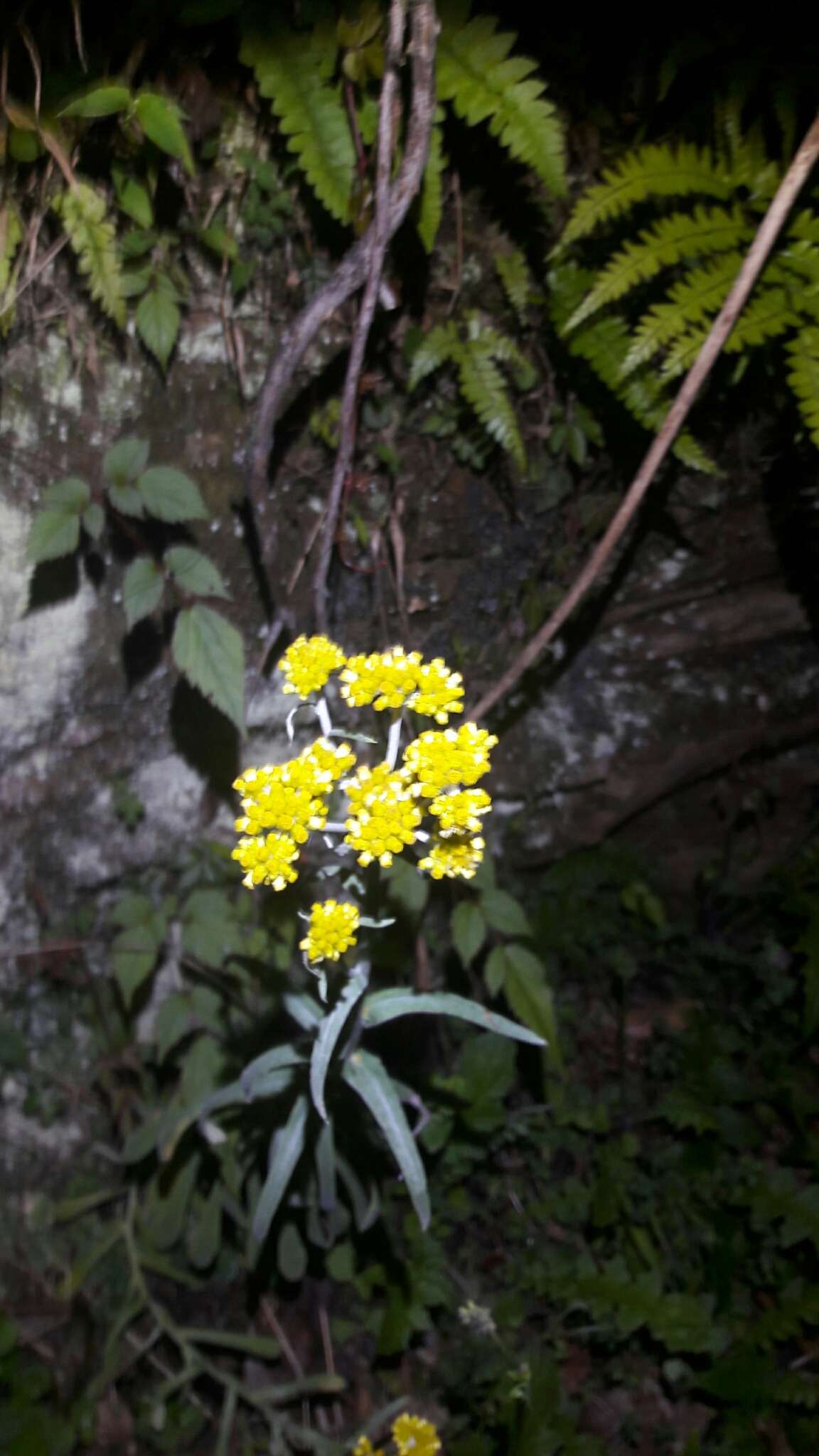 Image of Pseudognaphalium affine (D. Don) A. A. Anderberg