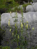 Imagem de Aconitum lycoctonum subsp. neapolitanum (Ten.) Nyman