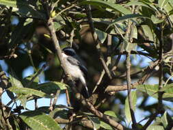 Image of Grey Bush Chat