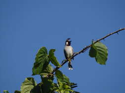 Image of Himalayan Bulbul