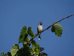 Image of Himalayan Bulbul