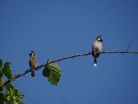 Image of Himalayan Bulbul