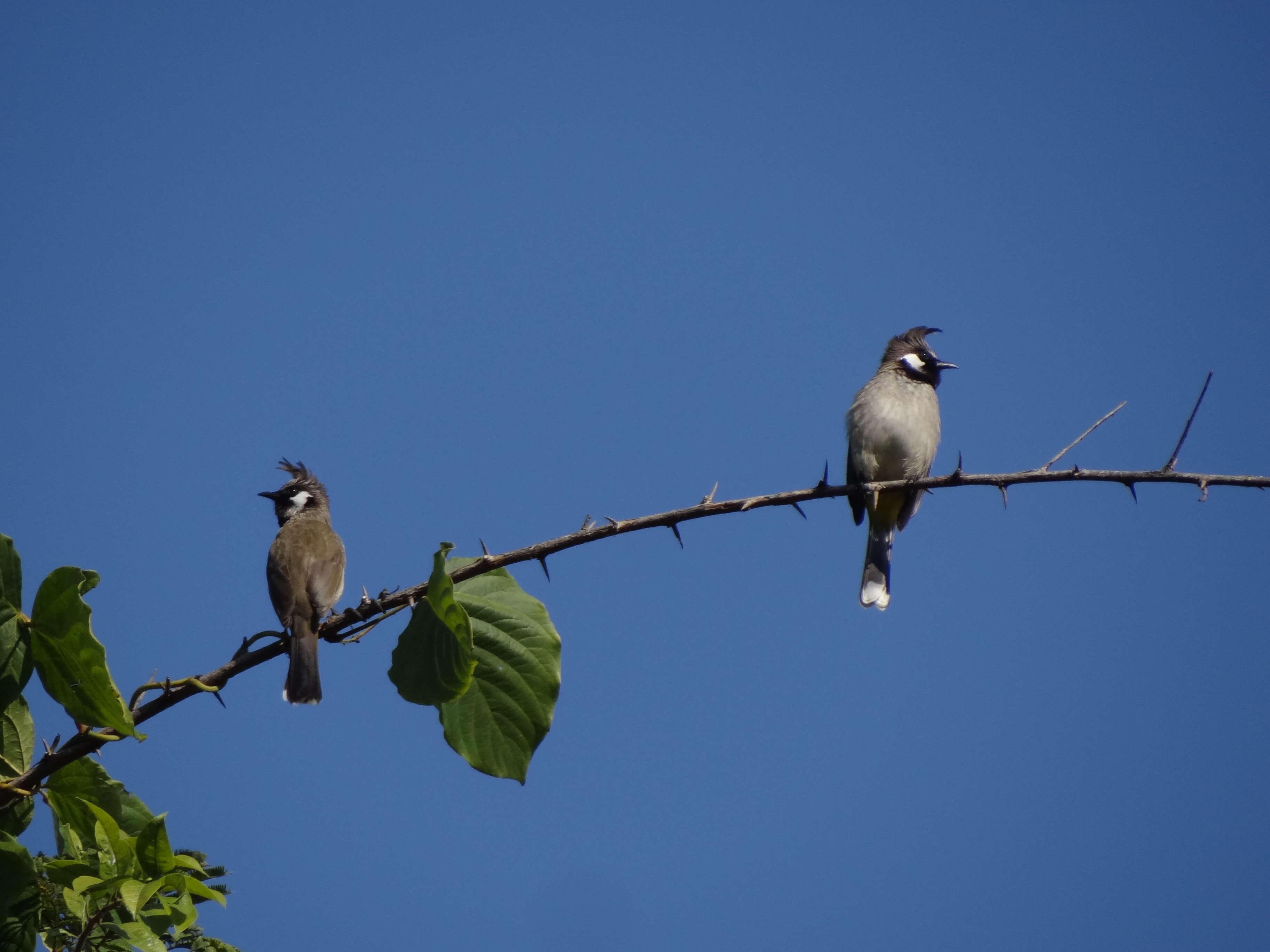 Imagem de Pycnonotus leucogenys (Gray & JE 1835)