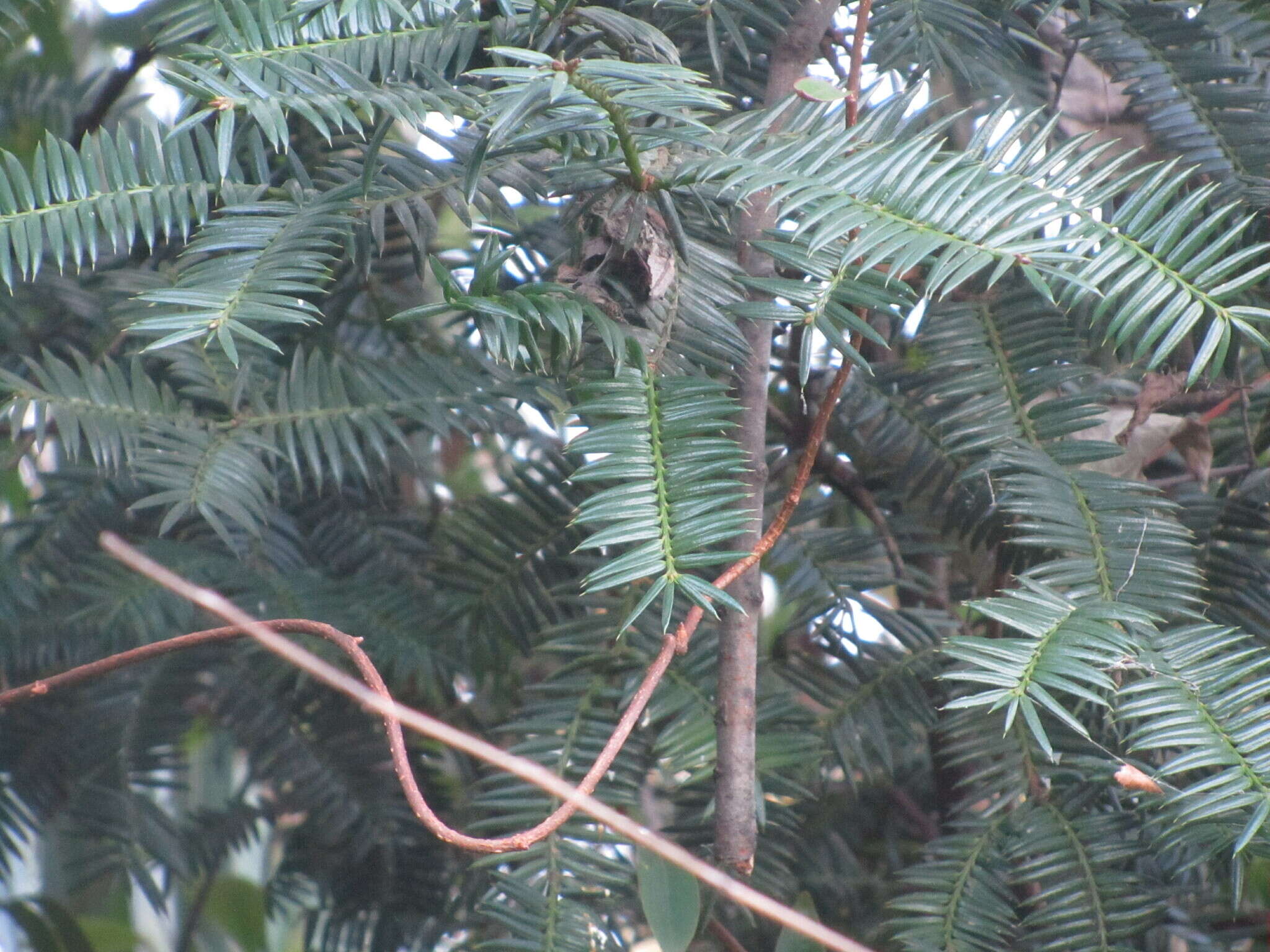 Torreya nucifera (L.) Siebold & Zucc. resmi