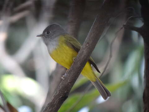 Image of Canary-flycatcher