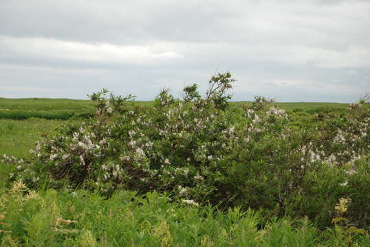 Image of tealeaf willow