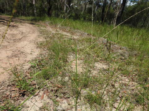 صورة Digitaria breviglumis (Domin) Henrard