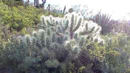 Image of thistle cholla