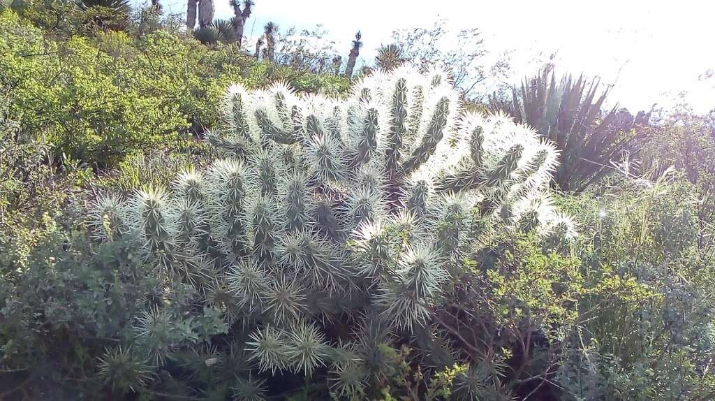 Image of thistle cholla