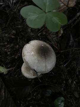 Image of Agaricus deardorffensis Kerrigan 2016