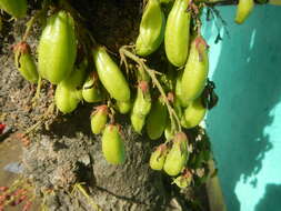 Image of bilimbi