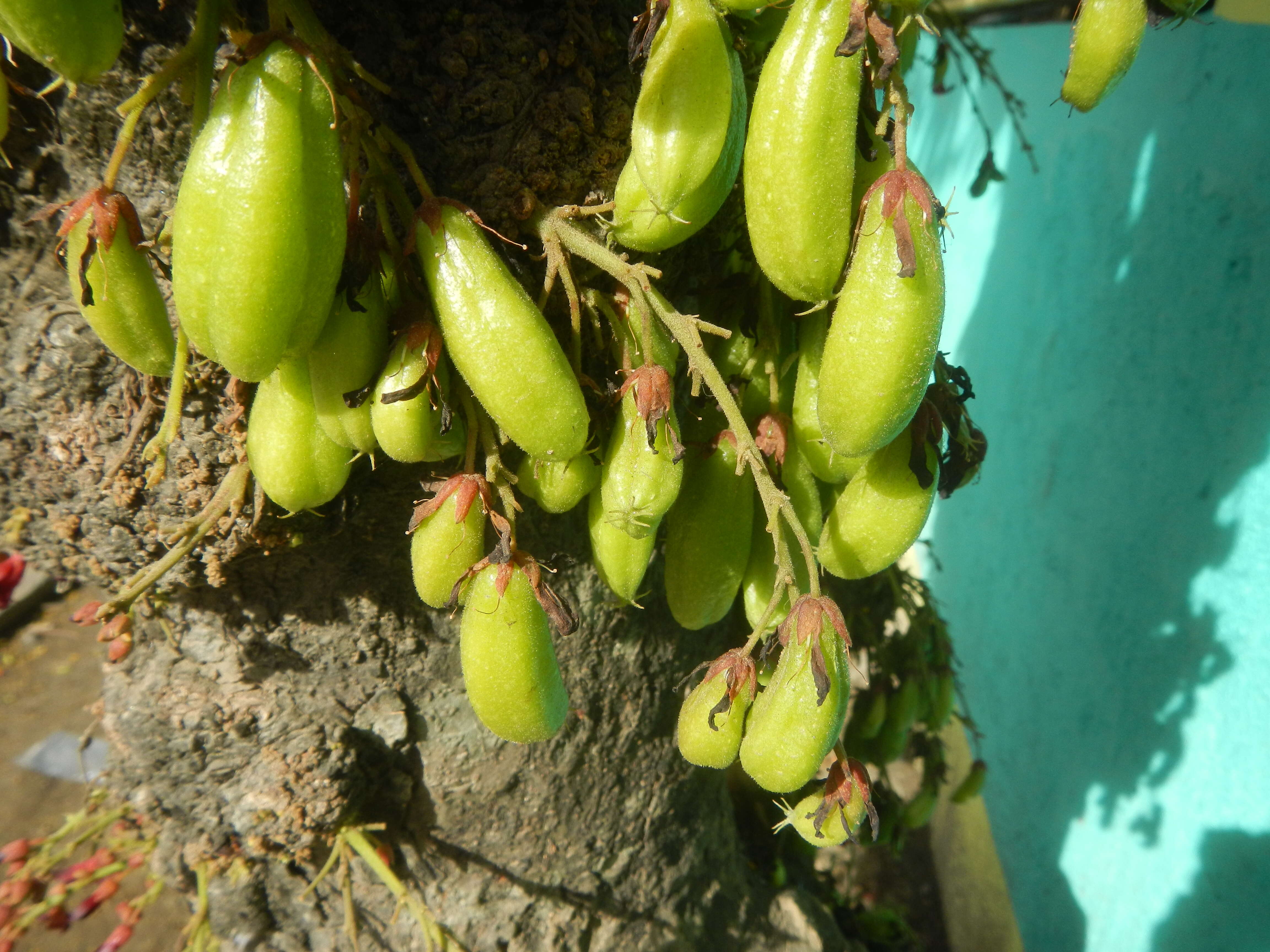 Image of bilimbi