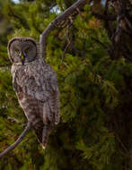 Image of Great Gray Owl