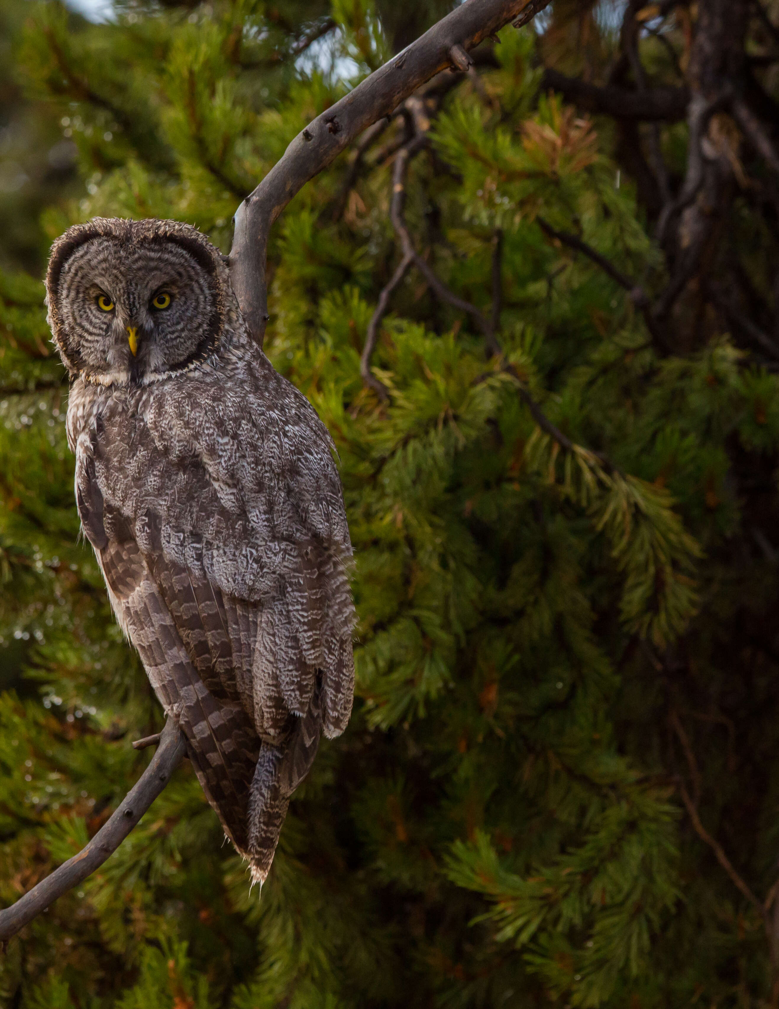 Image of Great Gray Owl