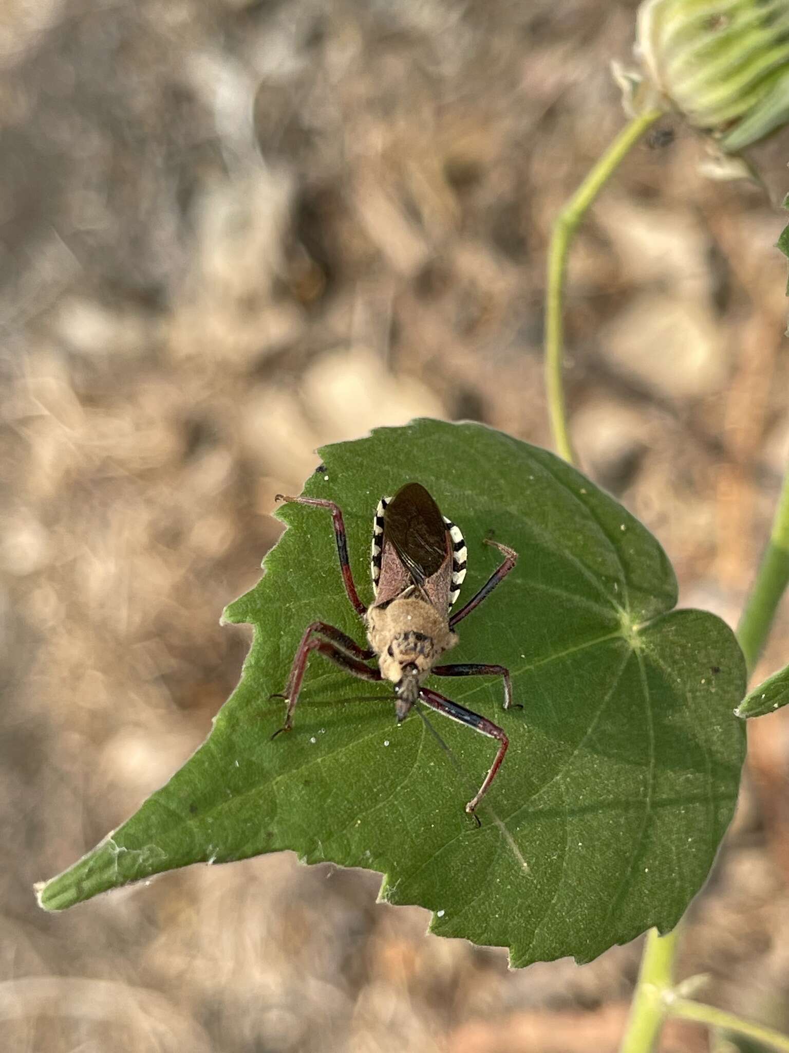 Image of Rhynocoris neavei Bergroth 1912