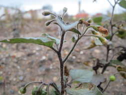 Plancia ëd Solanum nigrum L.