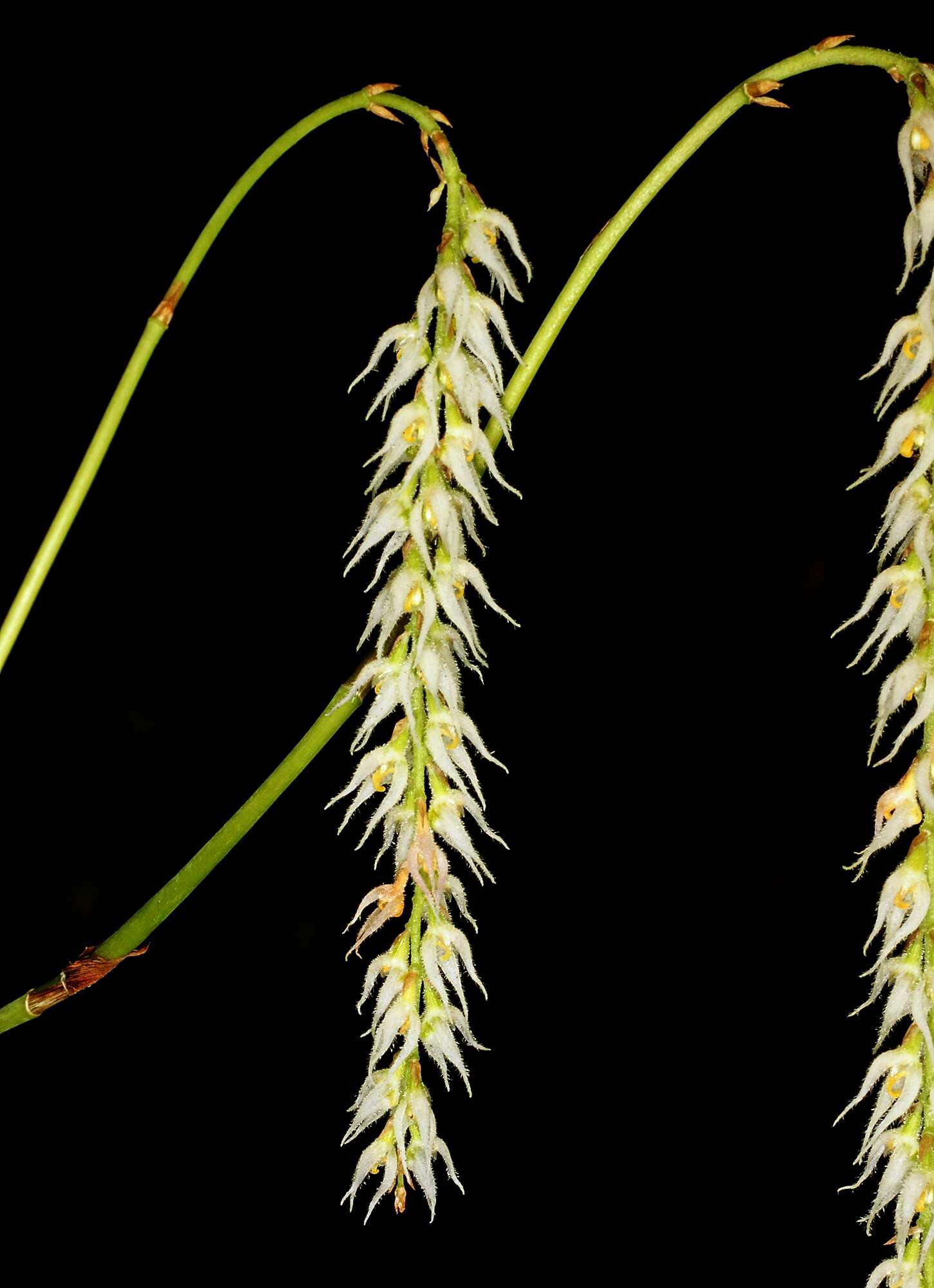 Image of Bulbophyllum hirtum (Sm.) Lindl. ex Wall.