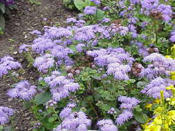 Imagem de Ageratum houstonianum Mill.