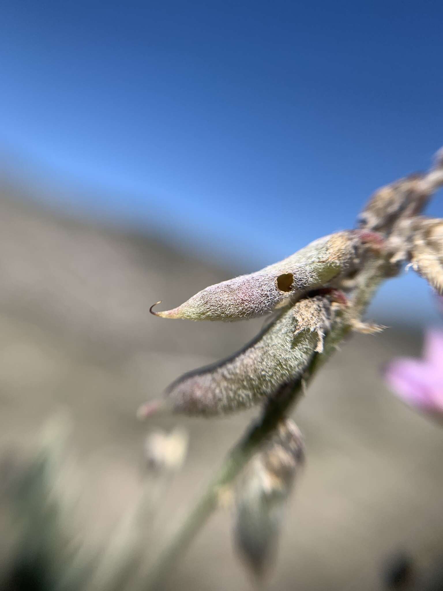 Sivun Astragalus hypoleucus Schau. kuva