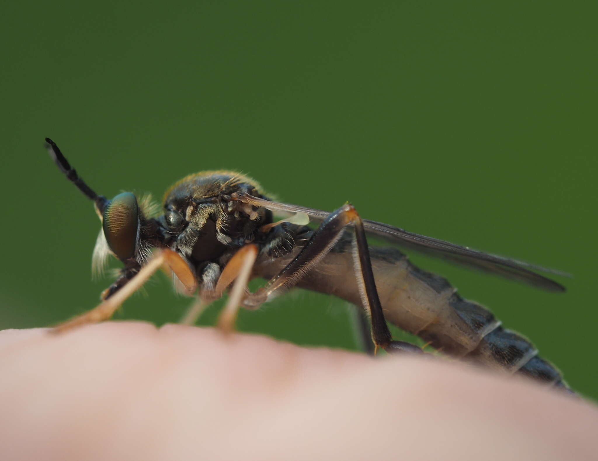 Image de Dioctria rufipes (Scopoli 1763)