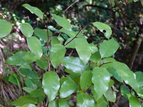 Image of Litsea calicaris (A. Cunn.) Benth. & Hook. fil. ex Kirk