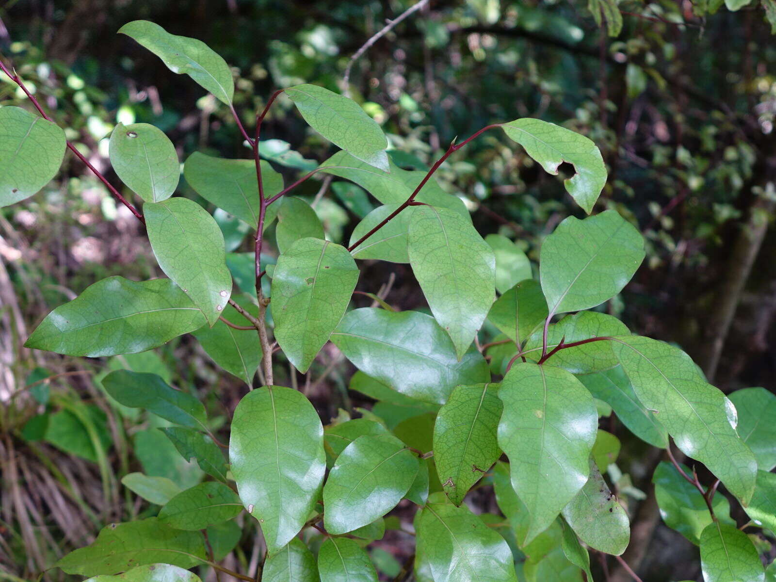 Image de Litsea calicaris (A. Cunn.) Benth. & Hook. fil. ex Kirk