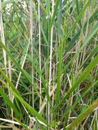 Image of rivergrass