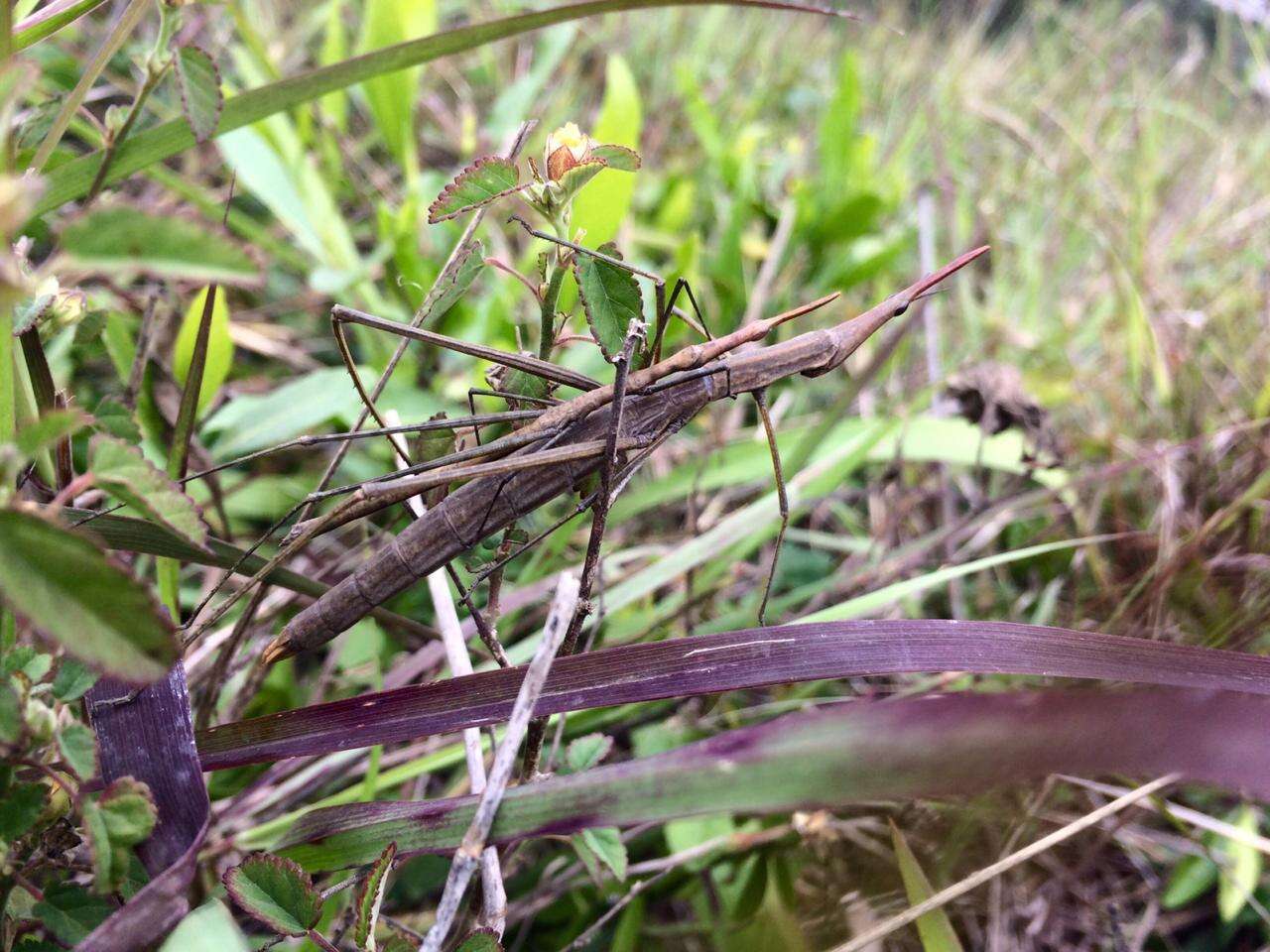 Image of Microcoema acuminata (Scudder & S. H. 1869)